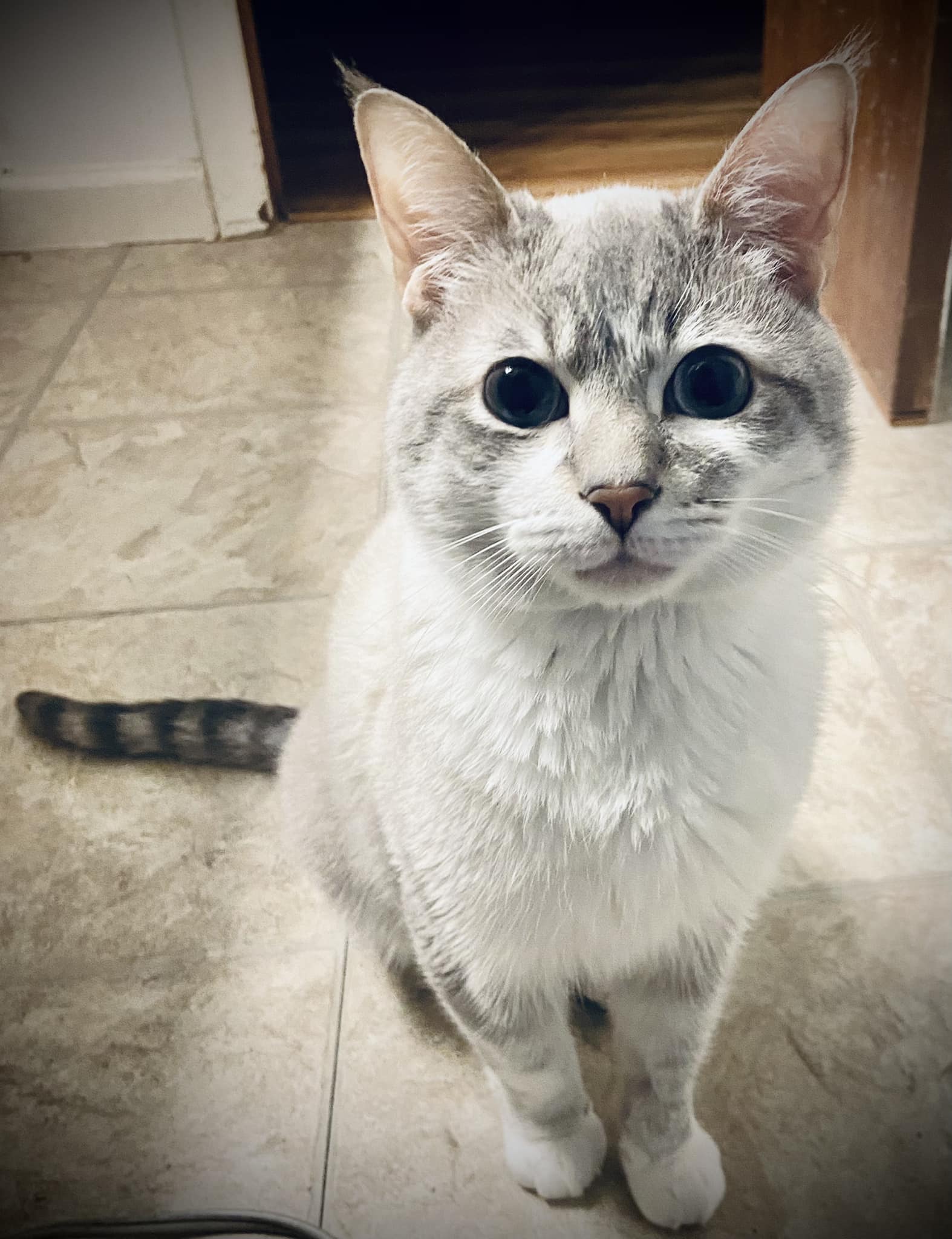 AL the Epileptic Cat