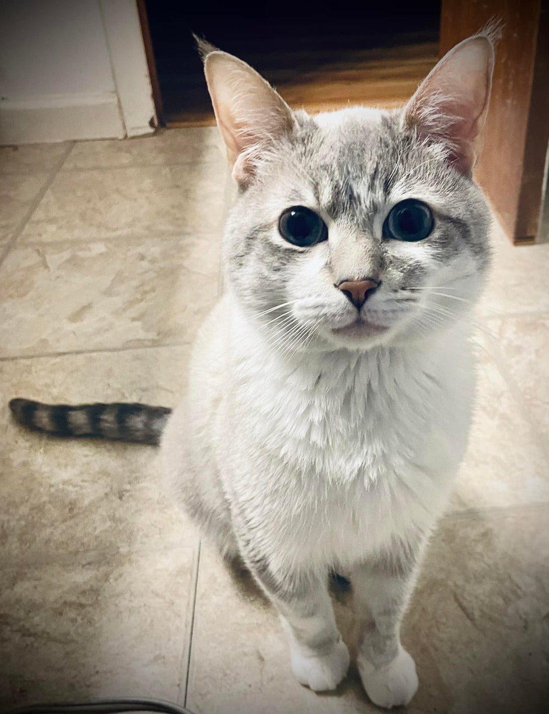 A brave cat with epilepsy sitting attentively on the floor, showcasing its charming features.