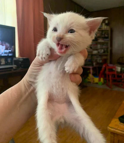 AL the Epileptic Cat